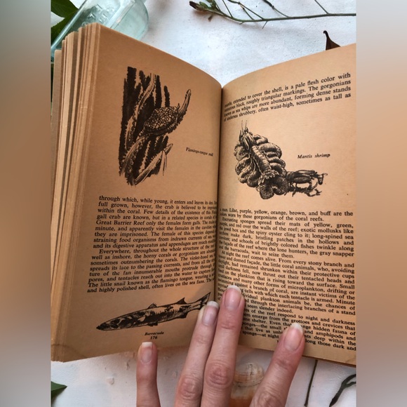 The Edge Of The Sea by Rachel Carson, w/ 160+ illustrations by Bob Hines, 1955 - Picture 15 of 15